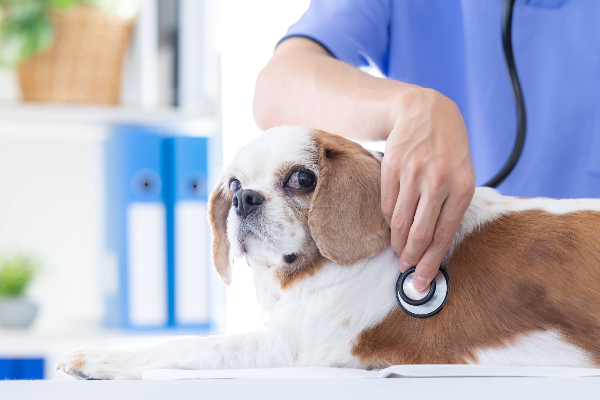 犬が腎臓病になると、どんな症状が出る？